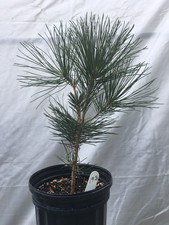 sexy-japanese-mikawa-black-pine-sex