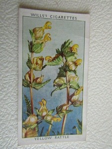 W. D. & H. O. Wills 1937 ~ Wild Flowers 2nd Series Cigarette Card Variants (e21)