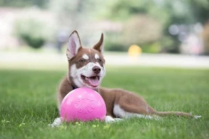 Jolly Pets 8" Bounce-n-Play Jolly Ball Dog Toy - Picture 1 of 7