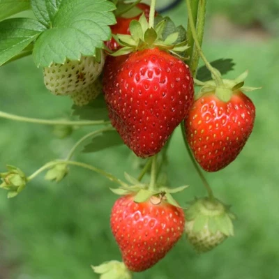 Sparkle June bearing 50 Live Strawberry Plants, NON GMO, - Image 1 of 4