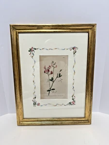 Pub von W Curtis englische botanische handkolorierte Gravur 1790 Branca Echtheitszertifikat - Bild 1 von 8