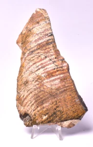 MICROBIAL MAT, STROMATOLITE STRELLEY POOL SLICE Australia S915 - Bild 1 von 6