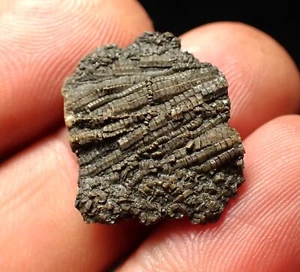 Detailed crinoid fossil Pentacrinites (21mm) Charmouth Jurassic Coast Fossils UK - Picture 1 of 6
