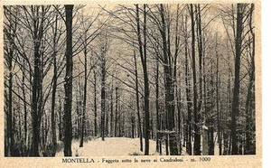 MONTELLA - Buchen im Schnee bei Candraloni - Bild 1 von 1