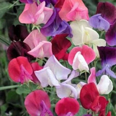 SEEDVILLE USA 60 Mixed Colors SWEET PEA ROYAL Family Mix Lathyrus Odoratus Flower Vine Seeds