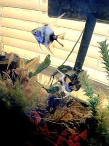 4 PACK KOI angelfish plus 1 free fish. Top Quality OVERNIGHT SHIPPING - Picture 1 of 7