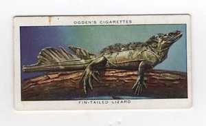 Ogdens Zoo Animals Card 1937. #25 Fin-tailed Lizard - Picture 1 of 2
