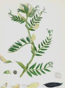 John Sowerby de 1860 coloreado a mano impresión botánica áspera vaina amarilla K1A - Imagen 1 de 3
