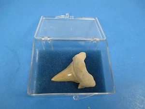 Haizahn Fossil unbekannte Art & Herkunft 021S11 - Bild 1 von 2