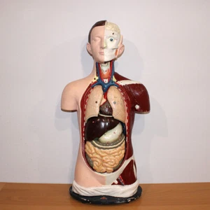 Antico Busto Anatomico Antonio Vallardi Milano Anatomia Medicina Anni '30 1590 - Foto 1 di 22