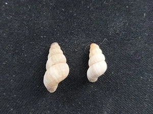 #097 Pair of Tudora Costata Mke., Lesser Antilles, 11-15mm land snail shells - Picture 1 of 3