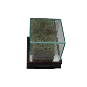 Pittsburgh Steelers Authentic Piece of Sod from Heinz Field with Display Case - Picture 1 of 3