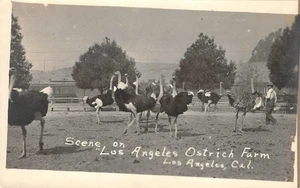 Los Angeles Ostrich Farm, California RPPC c1910s Photo Vintage Postcard - Picture 1 of 2