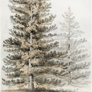 1857 Scarce USPRR CA & OR Trees Pl. 5, PINUS CONTORTA (Lodgepole Pine) - Picture 1 of 6
