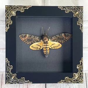 Kleiner Todeskopf Falkenmotte (Acherontia styx) Barock Box Vitrinen Mini - Bild 1 von 2