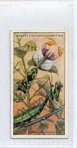 (Ja5621-100) Lambert & Butler,Wonders of Nature,Praying Insects,1924#14