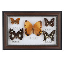 (Cadre noir) papillons exquis spécimen insecte artisanat cadeau d'anniversaire maison XG