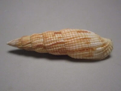 Mitra incompta Lightfoot, 1786 "A HAWAIIAN WATER MITER" (79,4 mm) Foto 1 de 4