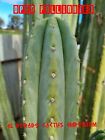 Echinopsis ShortSpinePeru OP Cactus Seed X100