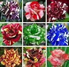 20 Seed Pack for Germination of Exotic Striped Roses rare bush flower bed garden
