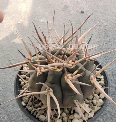 Gymnocalycium mazanense var RareCactus Succulent Plant seedgrowth 3-4CM - Image 1 of 2