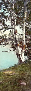 ANTIGUA Foto Coloreada a Mano de Principios de 1900 ABEDULES JUNTO AL LAGO, Estilo Nutting - Imagen 1 de 1