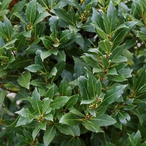 6 Boutures - Laurier-Sauce - Laurus Nobilis - Haie/Aromatique + HORMONE OFFERT - Picture 1 of 2