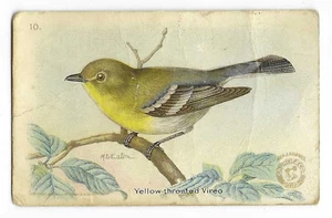 Yellow Throated Vireo Useful Birds of America Card Arm & Hammer #10 1918 - Picture 1 of 2