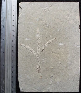 Sapindopsis 137 - Covered With Weird Preservation - Cretaceous Fossils Lebanon - Picture 1 of 2