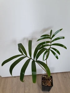 Lepidozamia hopei, 1 planta - Imagen 1 de 2