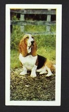1 x card Hornimans Tea ≠ Dog ≠ Basset Hound ≠ No 3