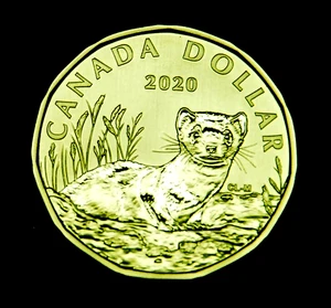 2020 Specimen Loonie featuring the Frettchen - super Versandpreis eins aus einer Serie - Bild 1 von 2