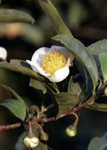 Echter Teestrauch/Teebaum , Camellia sinensis ' 5 Samen - Bild 1 von 1