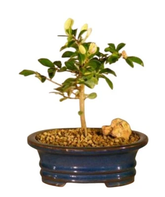 Árbol Bonsai Flor Estrella Lavanda Flor 7"H Pequeño Interior Grewia Occidentalis Foto 1 de 4