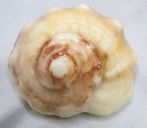 Goat's Milk Conch Shell Shaped Soap w/embedded Natural Sea Sponge. Island Citrus - Picture 1 of 2