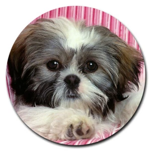 SHIH TZU DOG ANIMAL PET Gift Charm Pendant On 925 Sterling Silver 20" necklace - Picture 1 of 8