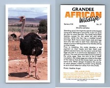 Ostrich #27 Grandee African Wildlife 1990 Cigarette Card