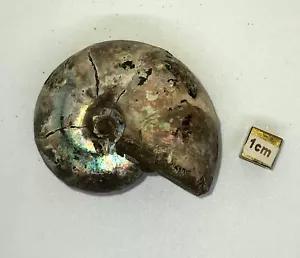 Cadoceras Ammonite Jurásico 60mm 128g RARO Ruso - Imagen 1 de 4