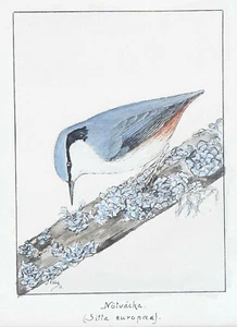 Small ANTIQUE 1911 SWEDISH NUTHATCH WATERCOLOUR PAINTING E Lindeberg - Picture 1 of 5