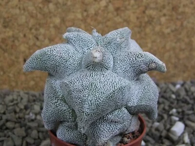 8c23 Astrophytum Hakuran (coahuilense kiko) pot 5,5 cm - Image 1 of 4
