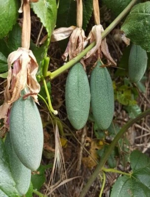 Curuba - banana - maracuya passiflora mollissima  comestible 100 semillas - seed - Imagen 1 de 2