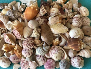 5 lb. Culo con al menos 12 conchas marinas diferentes recogidas y lavadas a mano Sanibel - Imagen 1 de 6
