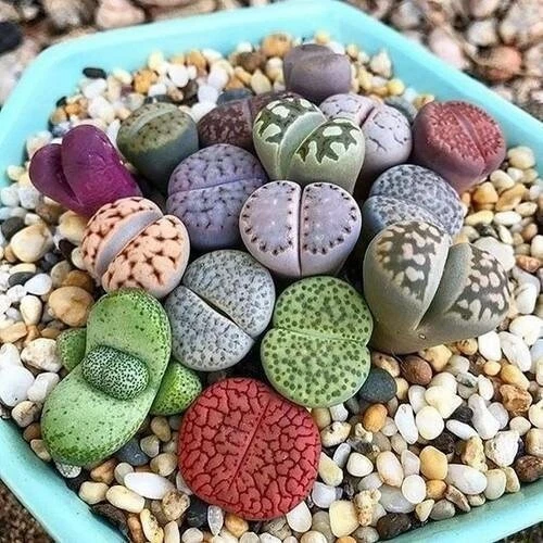 Lithops Mixed Seeds x 50 Succulent Seeds Living Stones Seeds 50 Varieties UK - Image 1 of 2