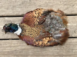 Rooster RINGNECK PHEASANT SKIN No Wings No Tail FLY TYING/Fishing 2nd Quality - Picture 1 of 18