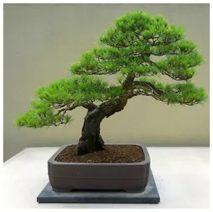 30 semi di Pinus densiflora, pino rosso del Giappone, semi bonsai - Bild 1 von 1