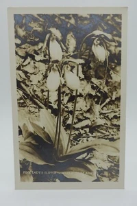 Pink Lady’s Slipper Cypripedium Acaule Flower RPPC Putnam Photo NH Postcard - Picture 1 of 2