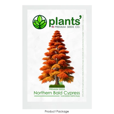 Northern Bald Cypress Tree | Premium Seeds | Taxodium distichum 'Fall' | Plants' - Image 1 of 4