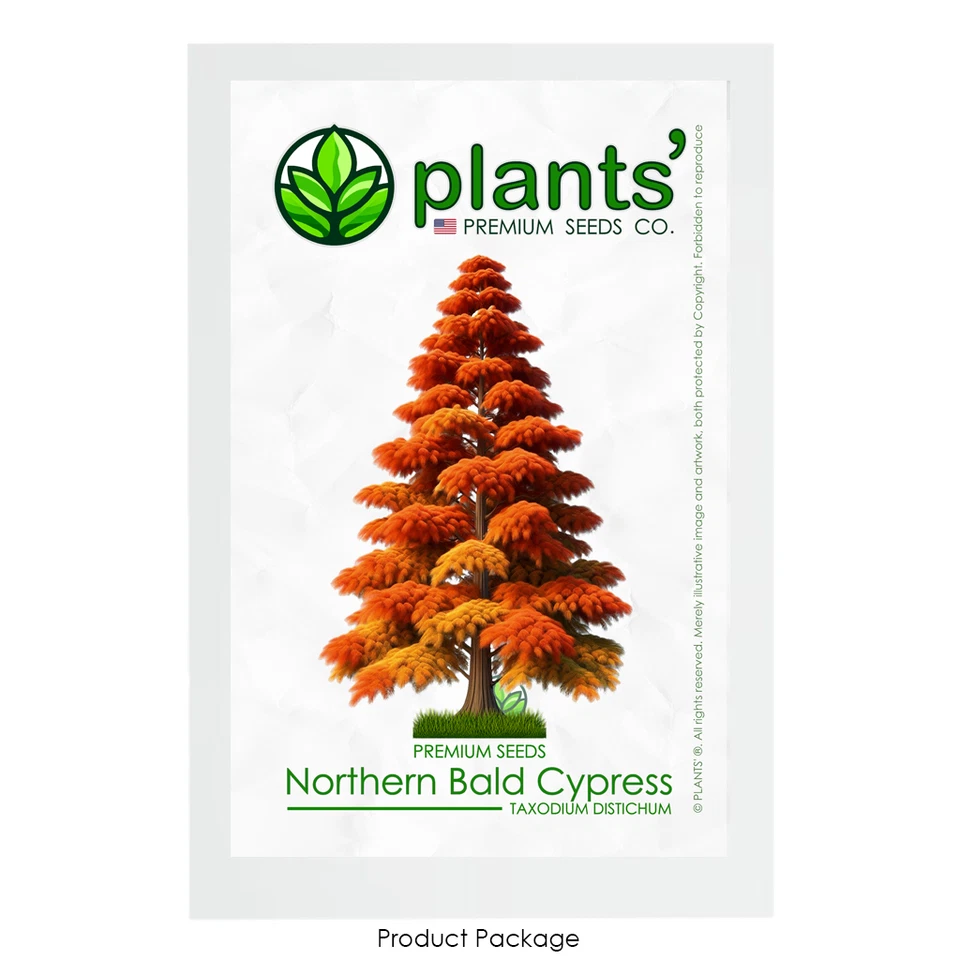 Northern Bald Cypress Tree | Premium Seeds | Taxodium distichum 'Fall' | Plants' - Image 1 of 4