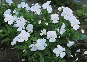 Viola cornuta Perfection White 1.000 semillas Foto 1 de 1