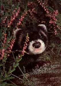 Postal de donación de albergue juvenil motivo animales animales animales ILTIS color AK - Imagen 1 de 2